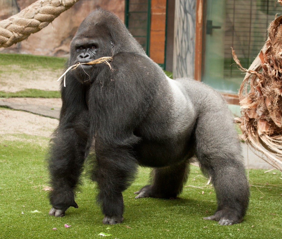 average silverback gorilla weight
