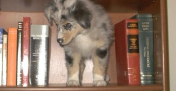 Danger and Play Books