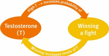 testosterone