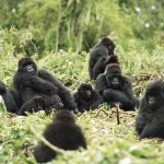 gorillas
