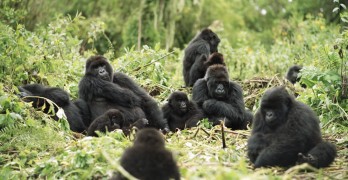 gorillas